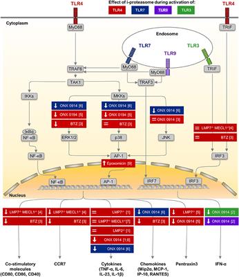 Proteasomal Protein Degradation: Adaptation of Cellular Proteolysis With Impact on Virus—and Cytokine-Mediated Damage of Heart Tissue During Myocarditis